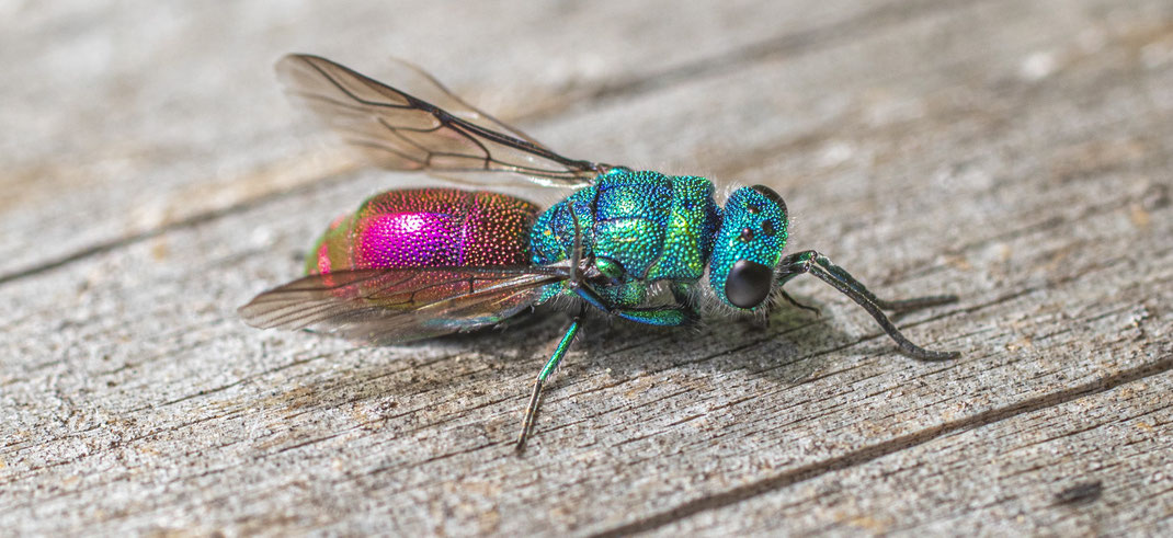 Gemeine Goldwespe (Chrysis ignita) sonnt sich auf altem Baustamm. Foto: ©Luis Grygier