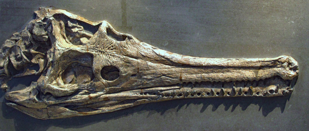 Mystriosaurus skull at the Urweltmuseum Hauff in Holzmaden