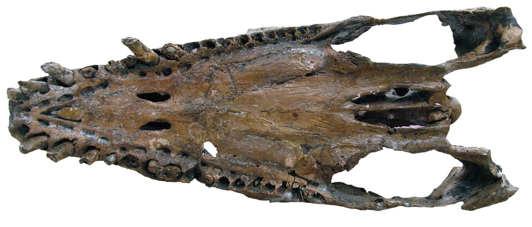 Libonectes skull in ventral view