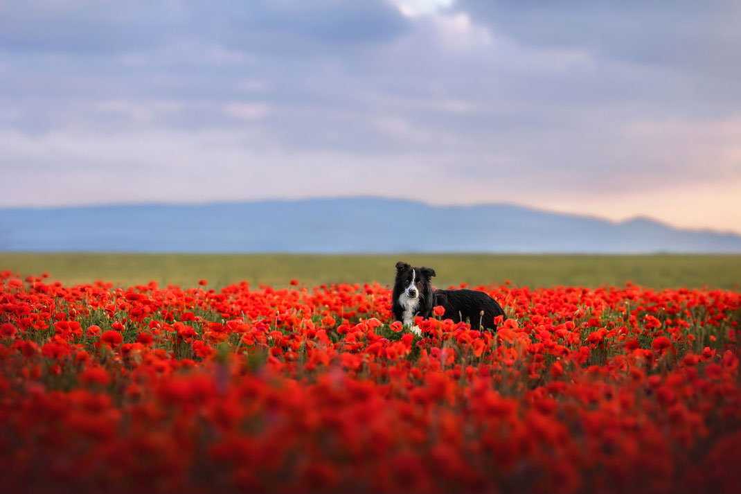 Schwarz weißer Bordercollie in Mohnblumen vor Bergkulisse