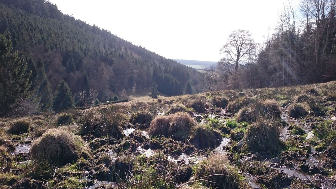 Rinderweide im Rodland, Hohetanner Grund, Frühling 2017