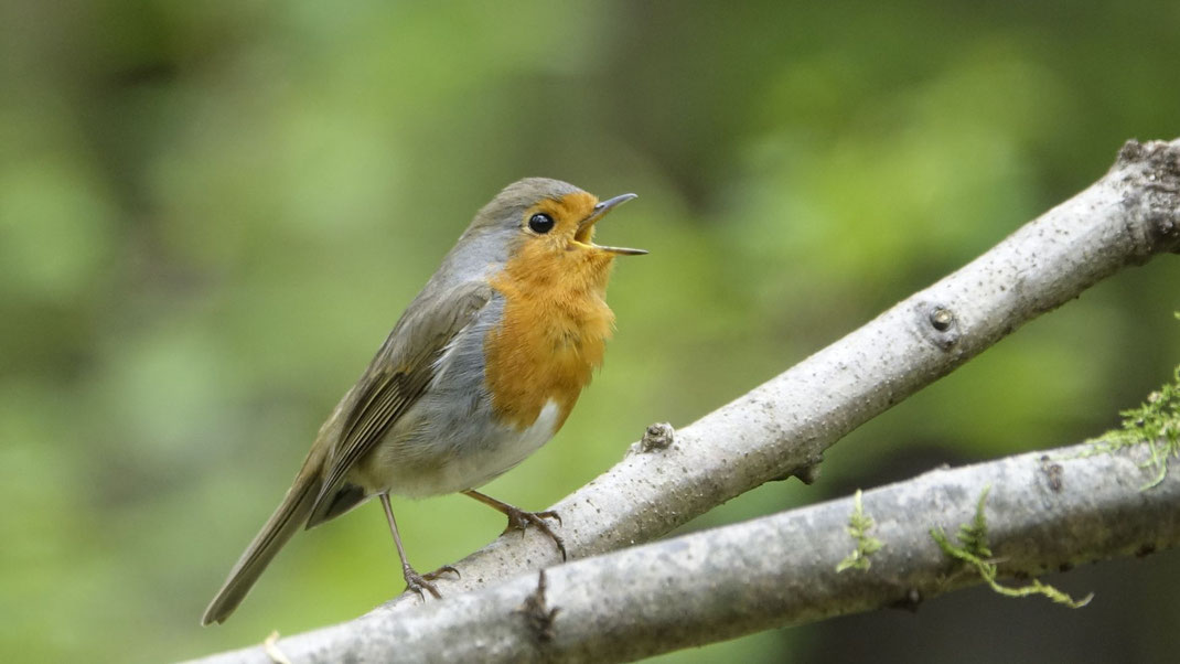 Singendes Rotkehlchen (Erithacus rubecula) auf einem Ast im Garten – typischer Vogelgesang im Frühling in Deutschland