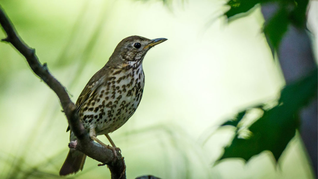 Singdrossel im Gebüsch – typischer Gartenvogel mit gepunkteter Brust, bekannt für ihren wiederholenden Gesang