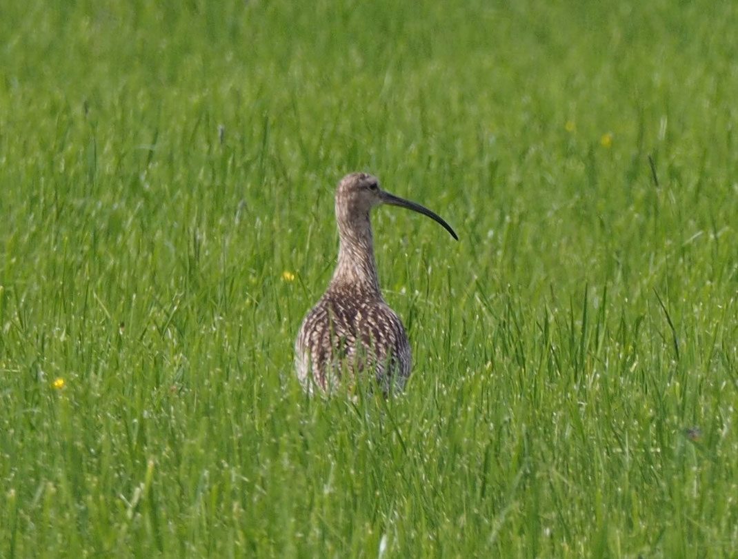 Großer Brachvogel, Wiesenbrüter, Brachvogel