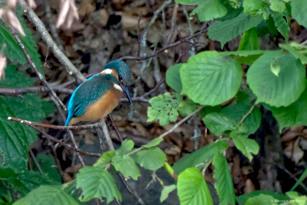 Junger Eisvogel an der Nister