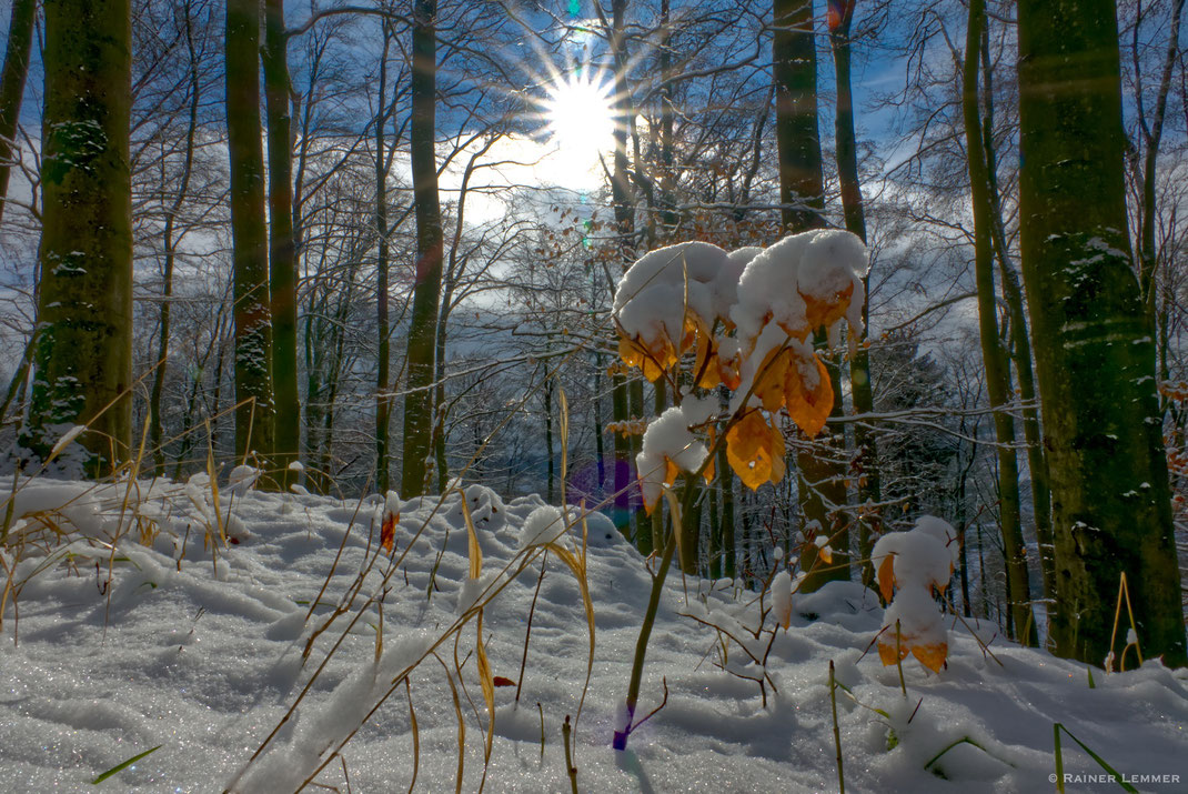 Wintersonne im Buchenwald