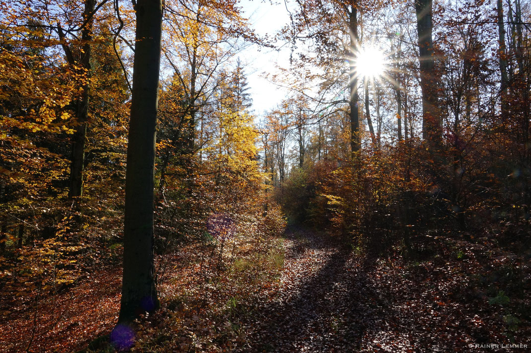 Naturwaldreservat Nauberg