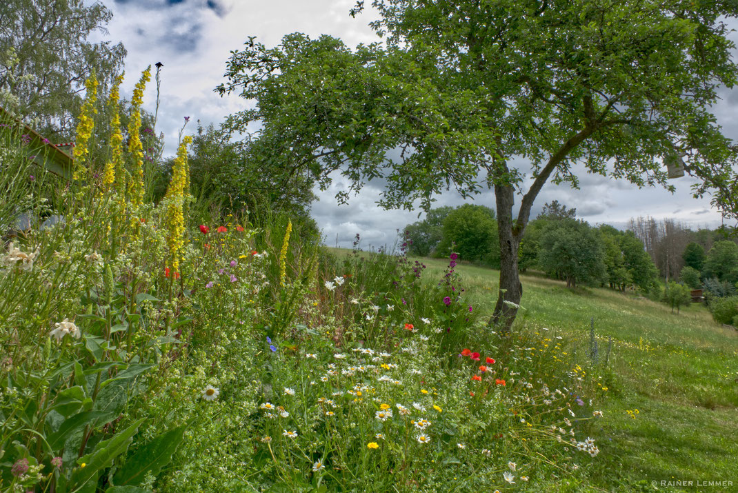 Blumenwiese in Helmeroth