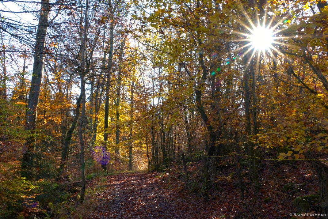 Naturwaldreservat Nauberg