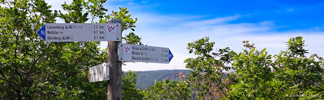 Im Wald bei Greifenstein