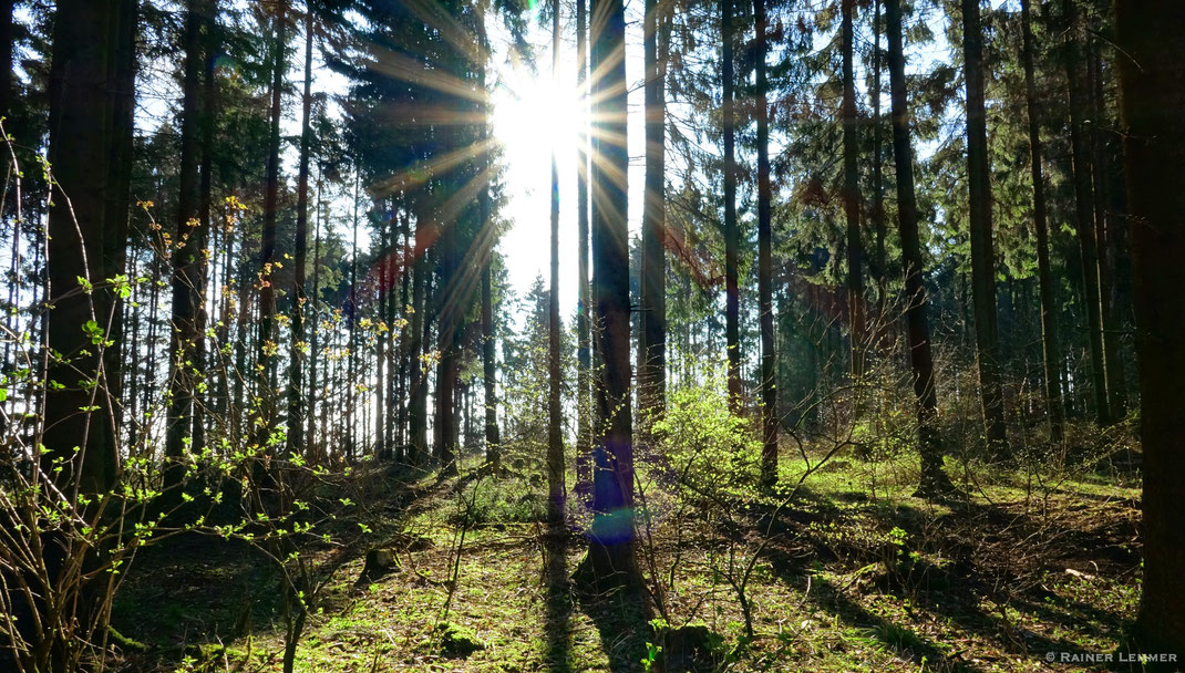 Morgensonne am Gräbersberg