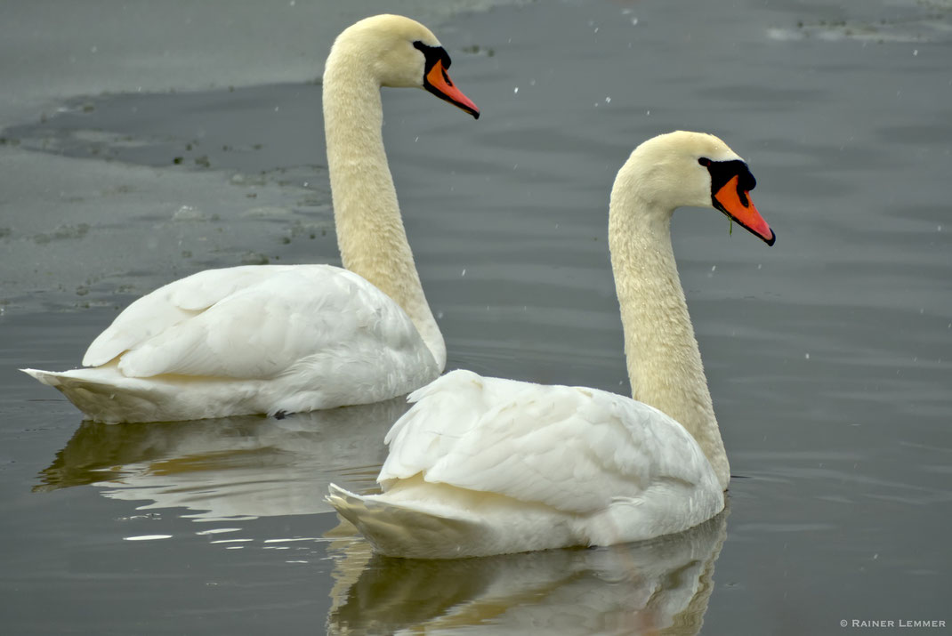 Schwäne am Wiesensee