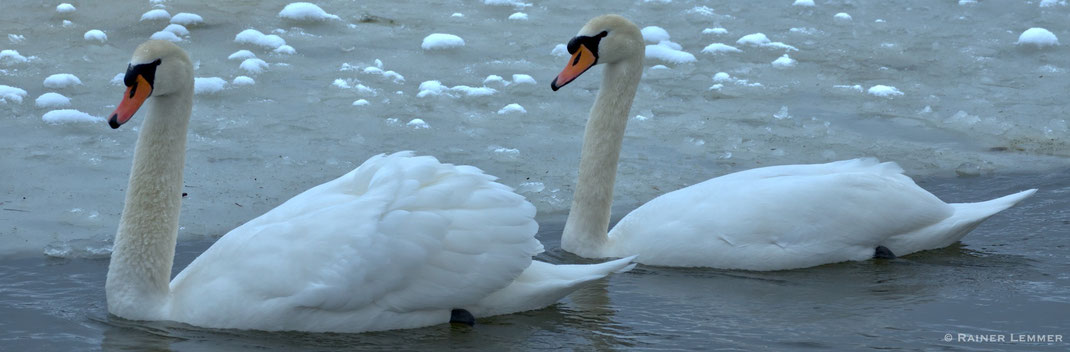 Schwäne am Wiesensee