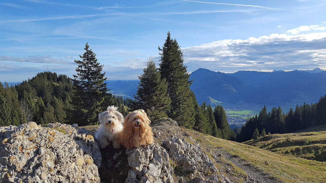 zwei Hunde vor Bergen auf Fels sitzend