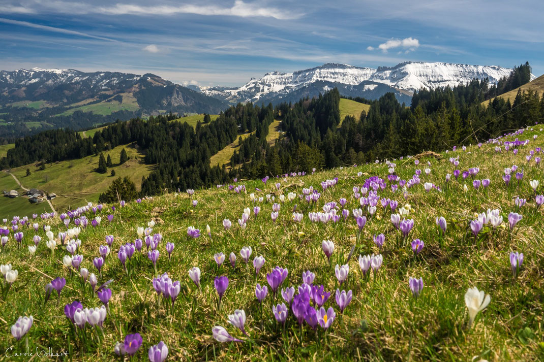 Krokusse, Rämisgummen im Emmental
