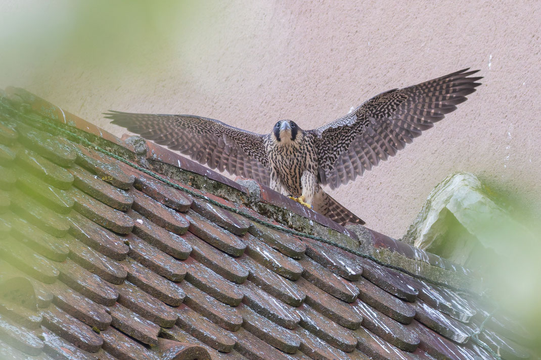 Foto Hubert Schraml