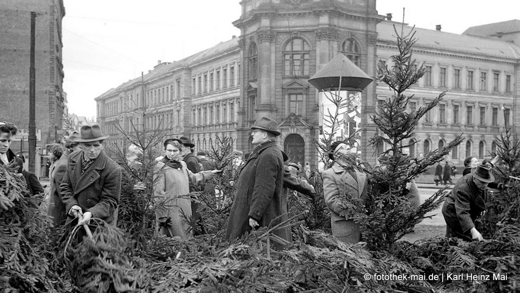 Personen suchen den besten Weihnachtsbaum aus
