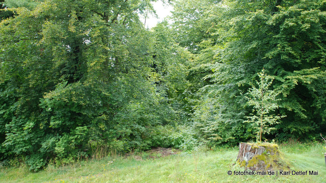 Bäume, aus einem Baumstumpf wächst ein neuer Baum