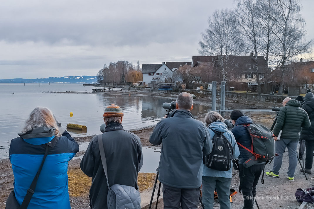 10 Möwenfans von BirdLife Luzern beim Bestimmen verschiedener Grossmöwenarten am "Hotspot" Steinach | 10.02.2019