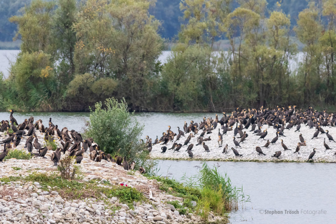 Knapp 1200 Kormorane hielten sich am 01.09. in der Lagune auf, eine sehr hohe Zahl, wie sie typischerweise im Herbstzug vorkommt (Foto: Stephan Trösch)