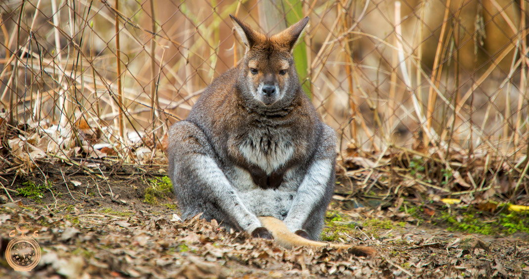 relaxed Wallaby
