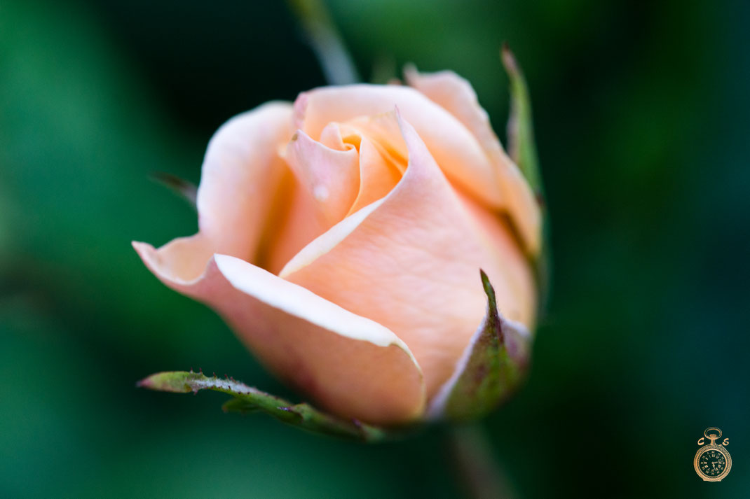Rose in the morning 
