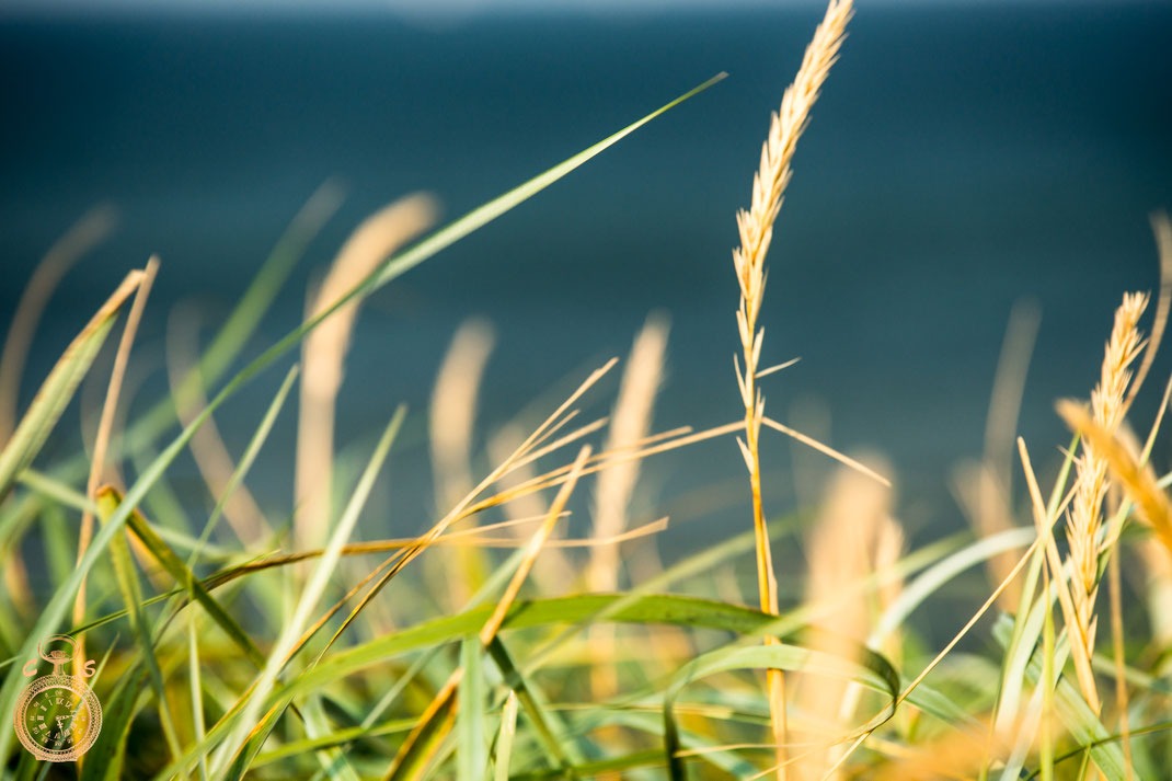 Dune grass in sun