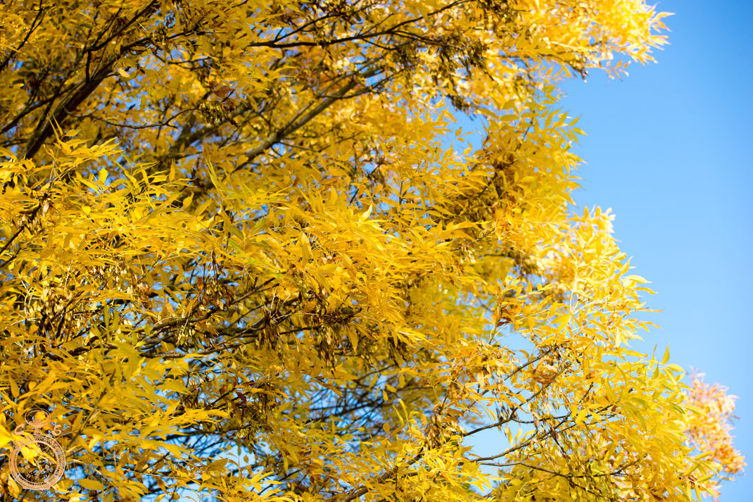 Colored autumn leaves against a bright blue sky! 