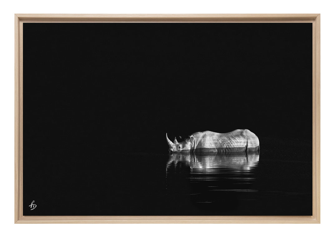 Reflet rhinocéros dans l'eau
