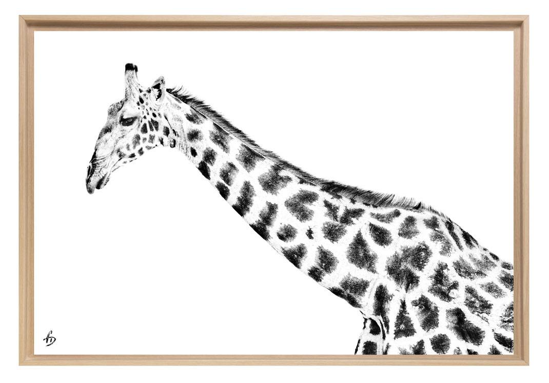 Une girafe de profil en noir et blanc