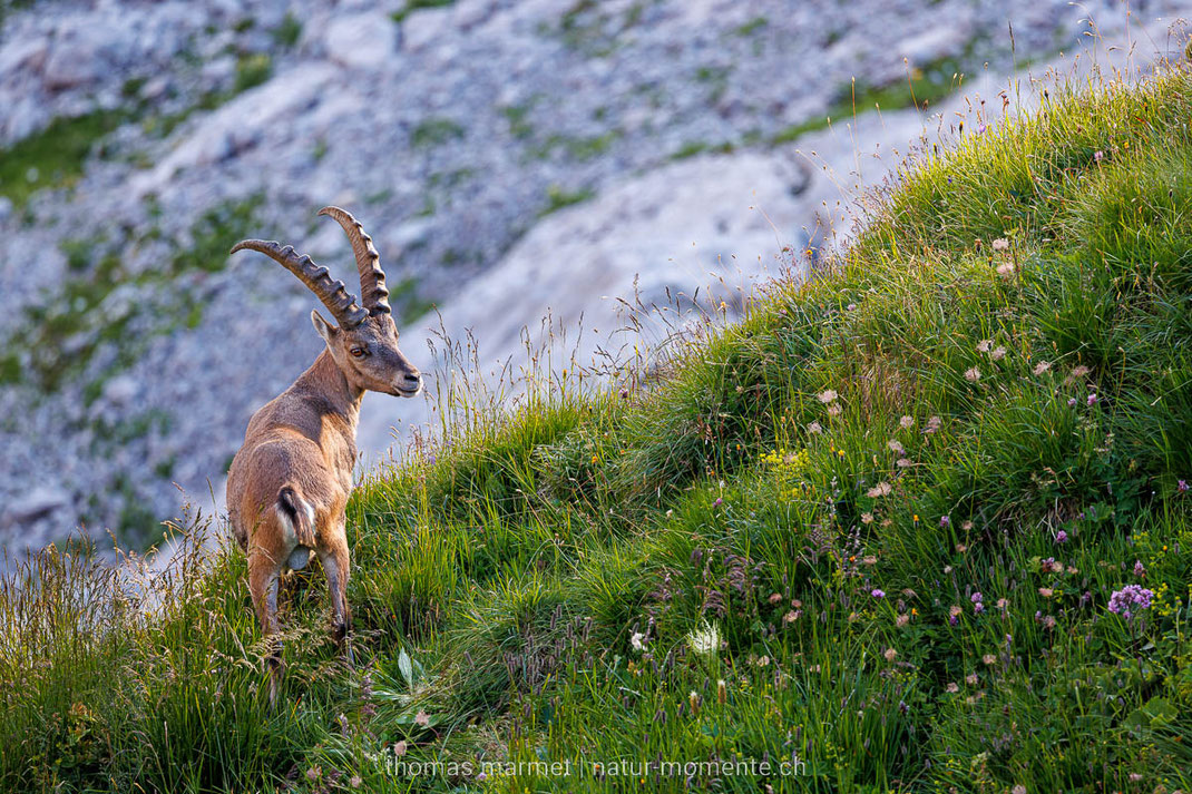 Steinbock, Alpstein, Wildtier, Wildlife