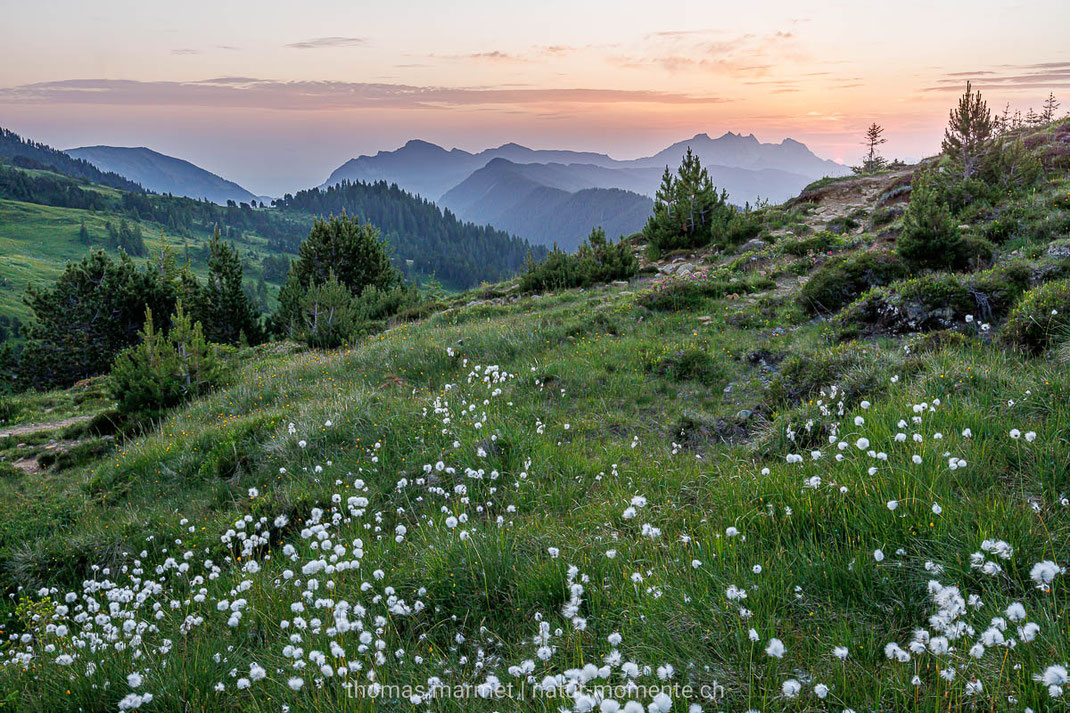 Wollgras, Sonnenaufgang, Berge, Biosphäre Entlebuch