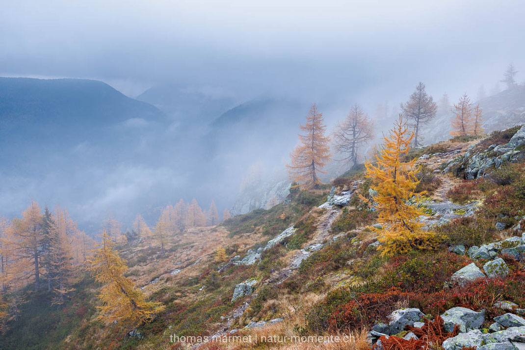 Herbst, Herbstfarben, Berge, Alpen, Schweiz, Nebel