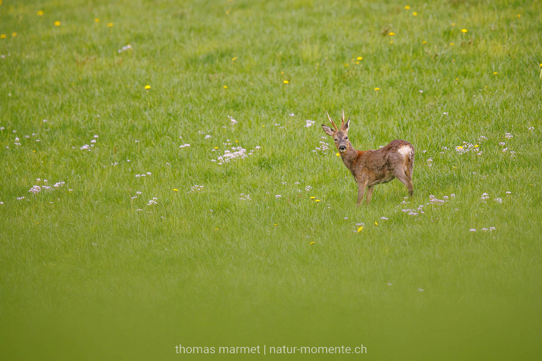 Reh, Emmental