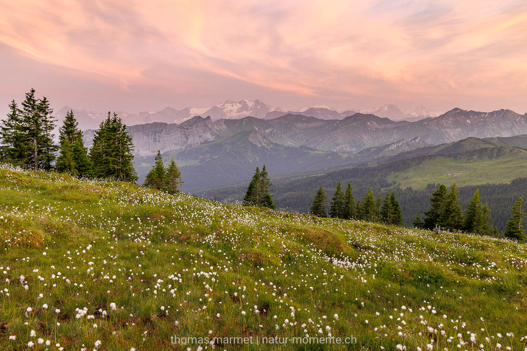 Wollgras, Sonnenuntergang, Berge, Biosphäre Entlebuch