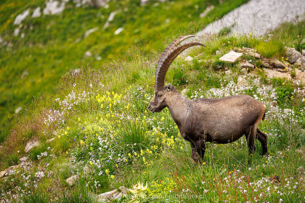 Steinbock, Alpstein, Wildtier, Wildlife