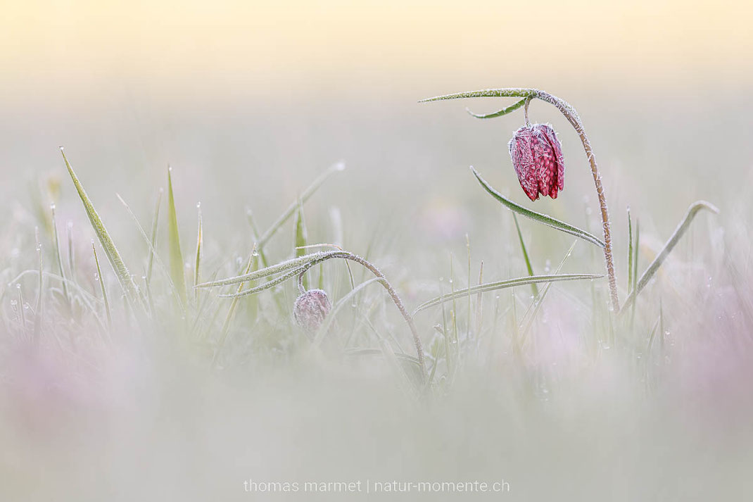 Schachbrettblume, Frühling, Frost