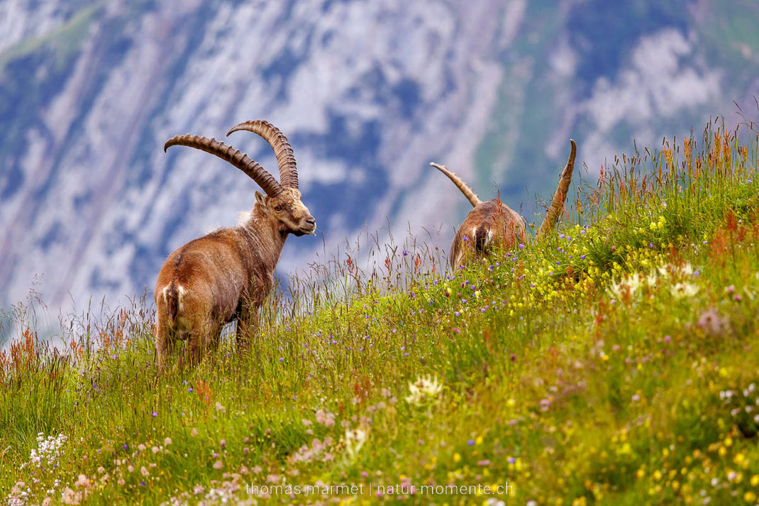 Steinbock, Alpstein, Wildtier, Wildlife