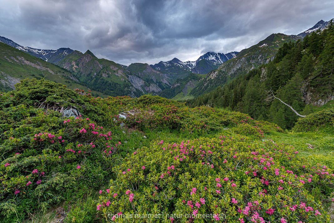 Alpenrosen, Alpen