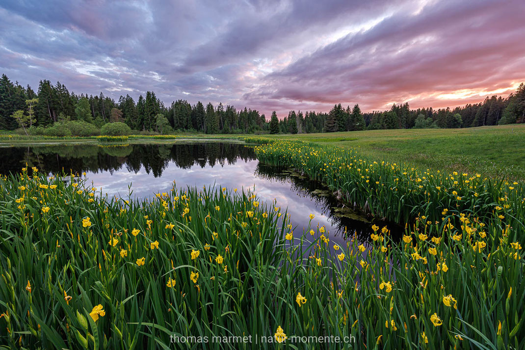 Sumpf-Schertlilien, Moor, Hochmoor, Emmental, Frühling