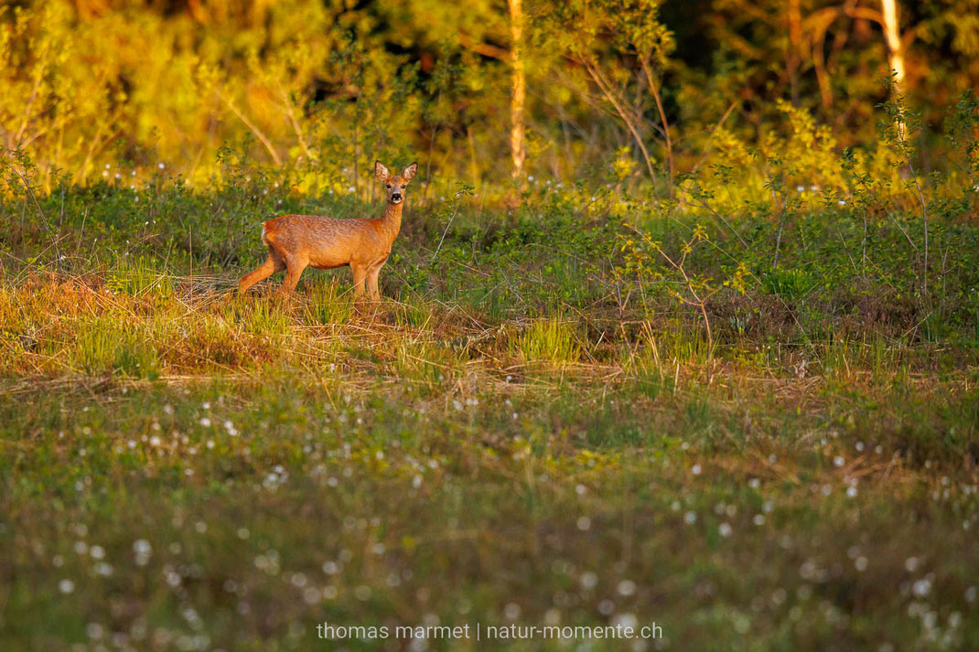 Reh, Emmental, Hochmoor, Abend