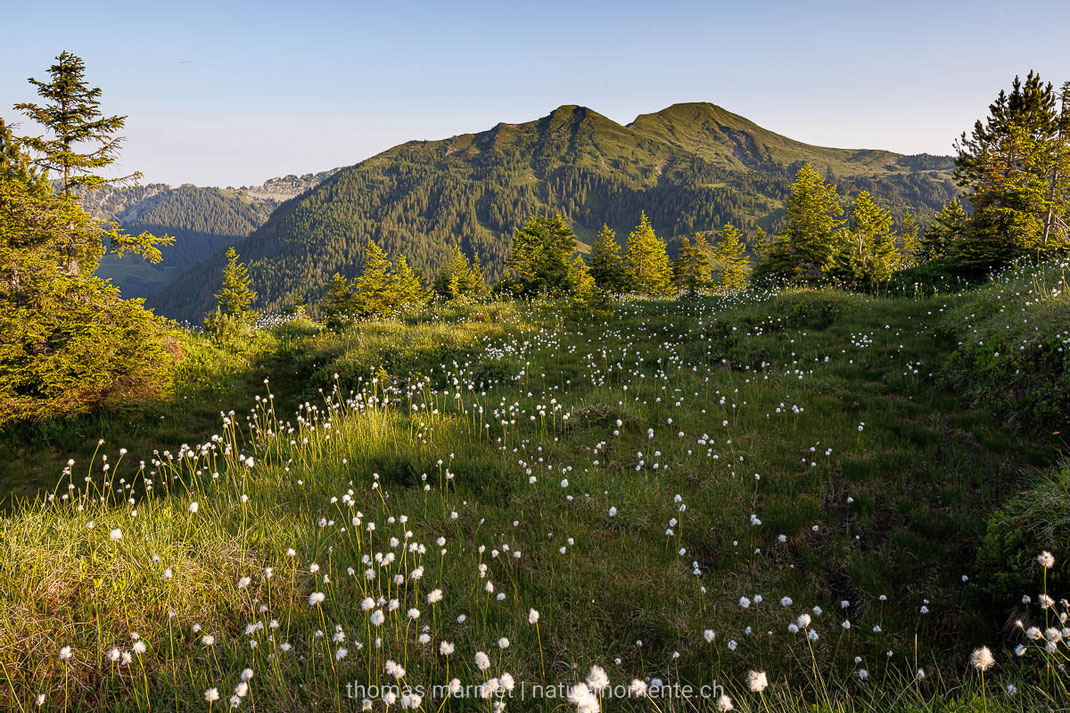 Wollgras, Berge, Biosphäre Entlebuch