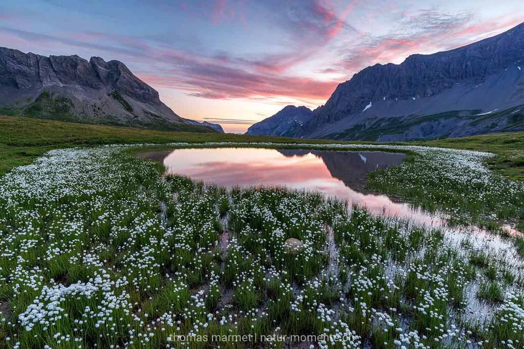 Berge, Sonnenaufgang, Morgenrot, Wollgras