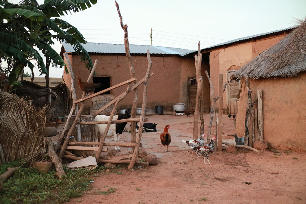 Typical homestead with chicken and goats in Sang, Northern Ghana (© Phedon Konstantinidis)
