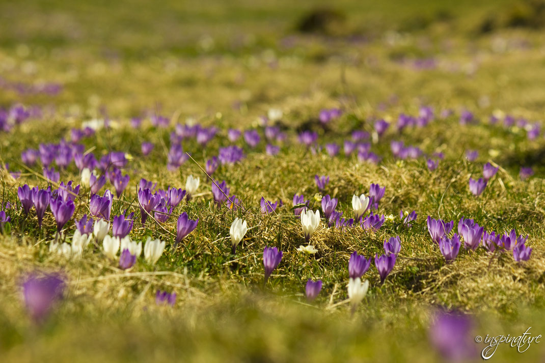 Krokusse auf dem Heuberg 2017