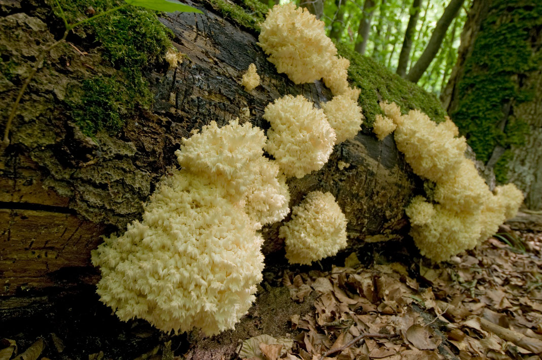 Der ästige Stachelbart ist ein Urwaldpilz (Foto: Stephan Thomas, naturfotos.lbv.de)