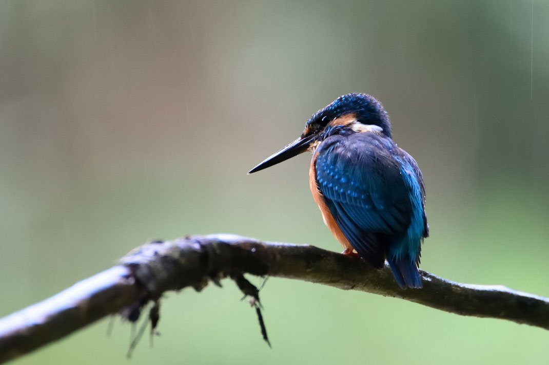 Eisvogel (Foto: Andrea Kammer)