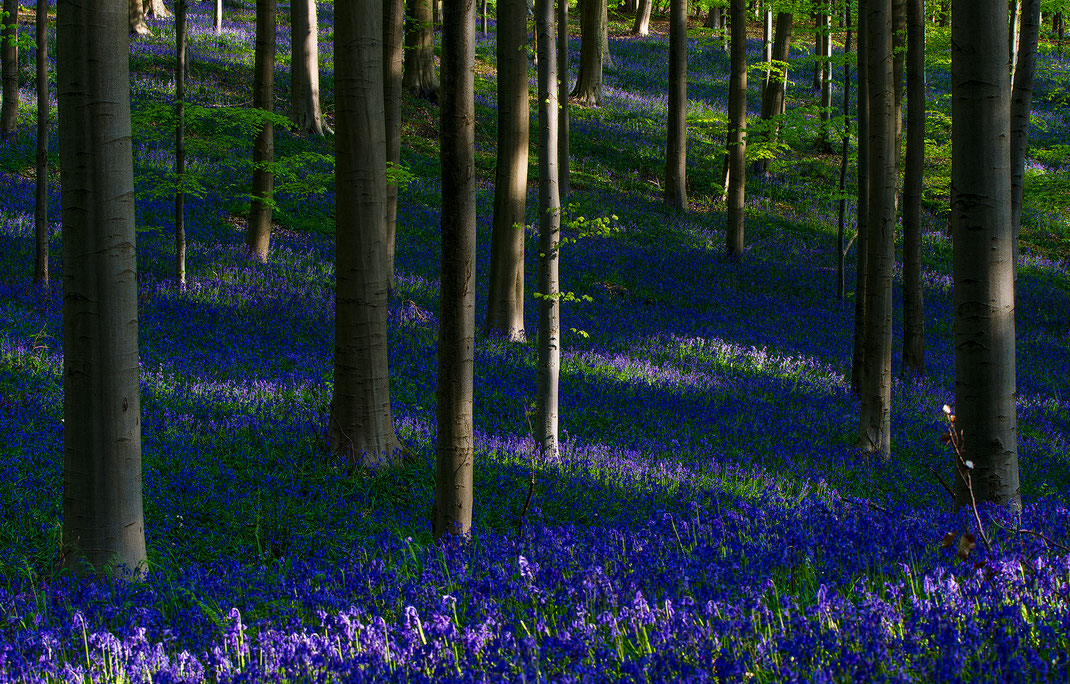 Wie ein blauer Teppich, der auf dem Waldboden verlegt wurde