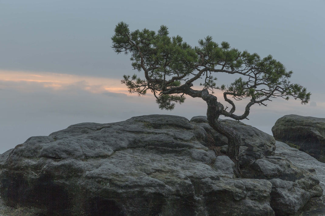 Lilienstein Ostseite Wetterkiefer (ca. 1,5 m Hoch nie gemessen), aber sehr alt. Ich schätze 80 Jahre alt, habe darüber auch mit einem Mitarbeiter der Nationalparkverwaltung gesprochen. Der das Alter nicht wüste, aber selbiger Meinung ist.