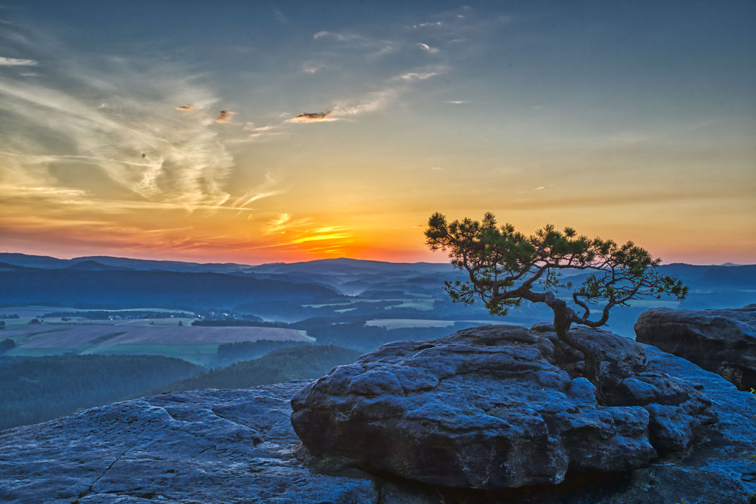 Diese Kiefer ist immer wieder ein geliebtes Motiv meiner Fotografie. Hier kurz vor Sonnenaufgang.